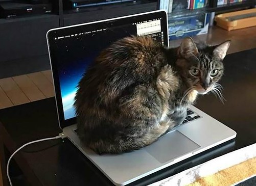 猫为什么喜欢躺电脑上 引起主人的注意