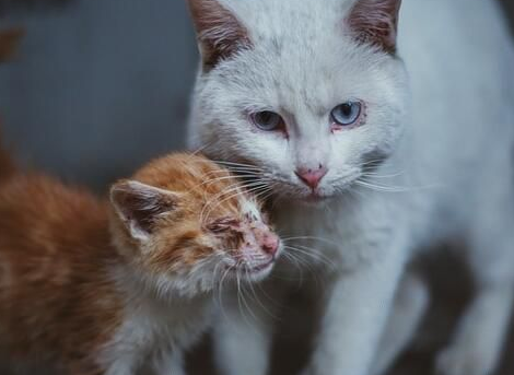 母猫为什么吃小猫的头 幼猫没有竞争力