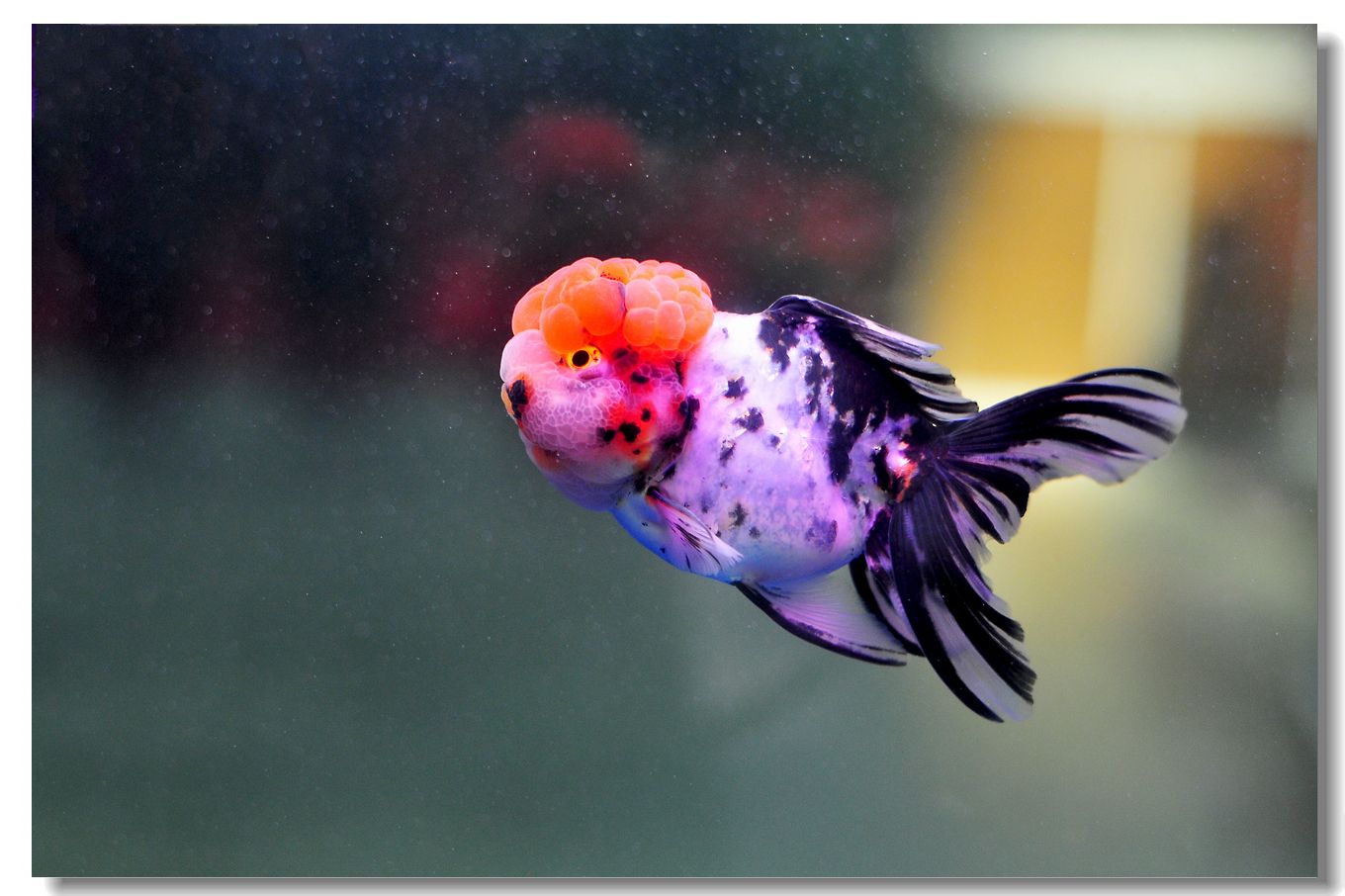 金鱼尾巴变黑怎么回事 金鱼为什么尾巴会变黑