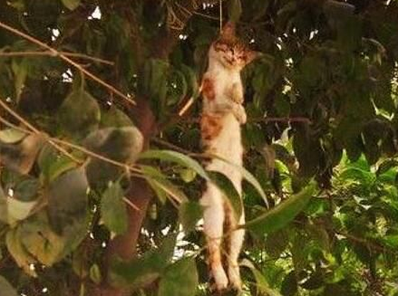 猫为什么死后要挂在树上，猫为什么要吊在树上