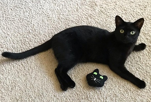 黑猫为什么不能养 养黑猫为什么不吉利