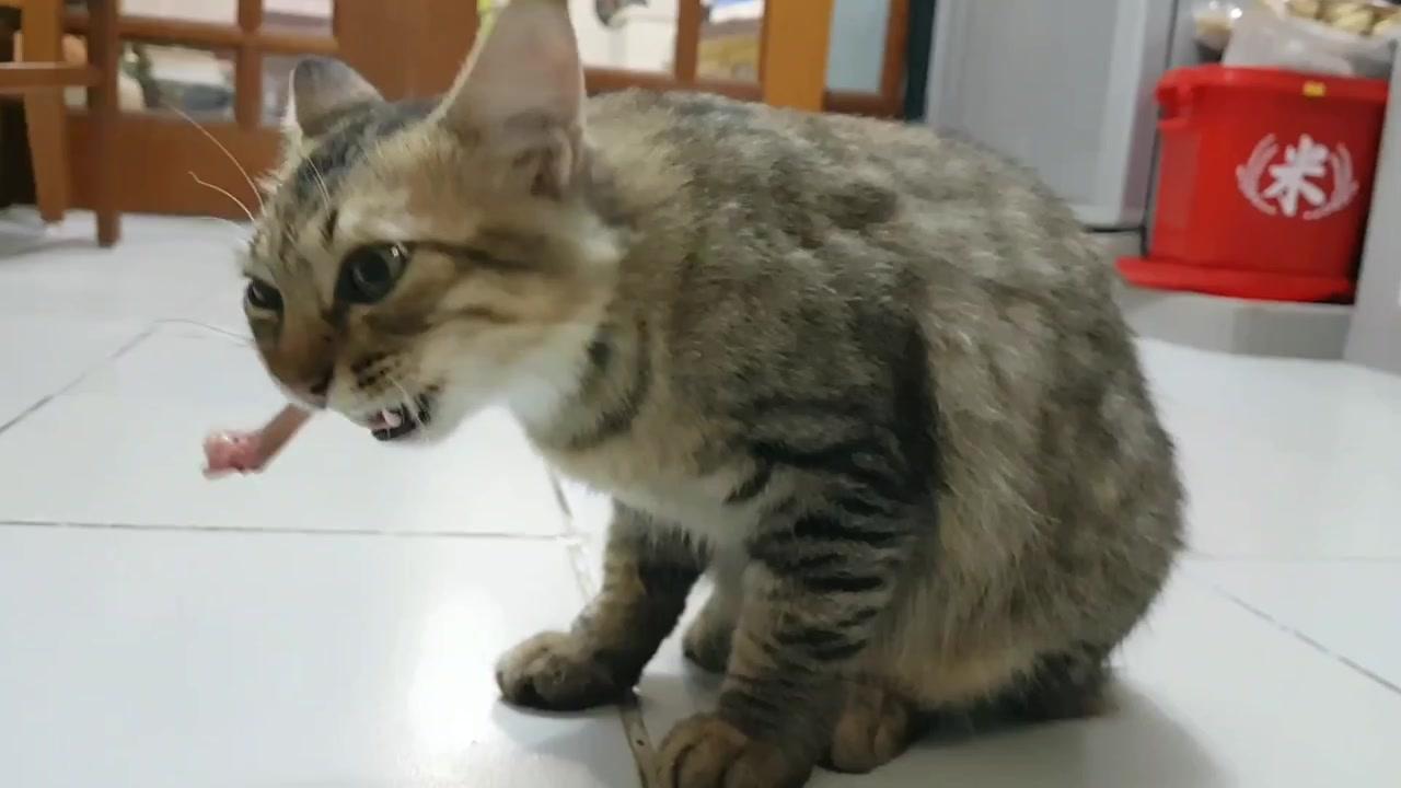 猫为什么不吃骨头 猫吃骨头容易受伤