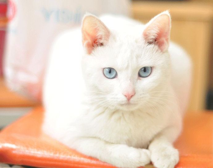 白猫为什么不吉利 白猫招鬼