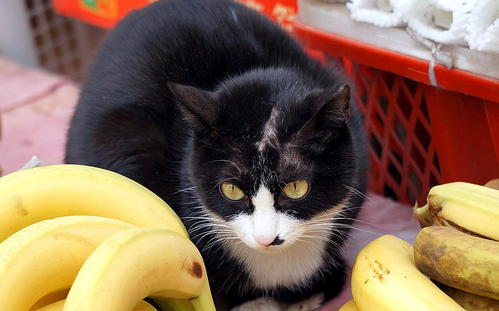 猫为什么讨厌香蕉 猫为什么会害怕香蕉