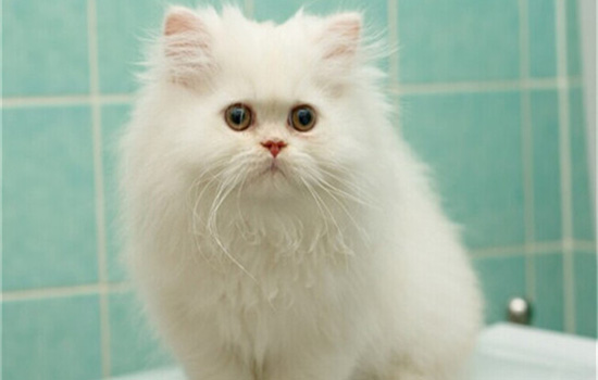 猫为什么有白色眼屎怎么回事