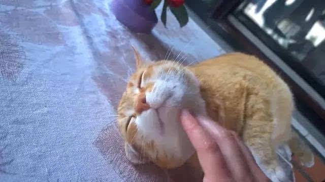 橘猫为什么喜欢咬我，橘猫为什么那么喜欢咬人怎么办