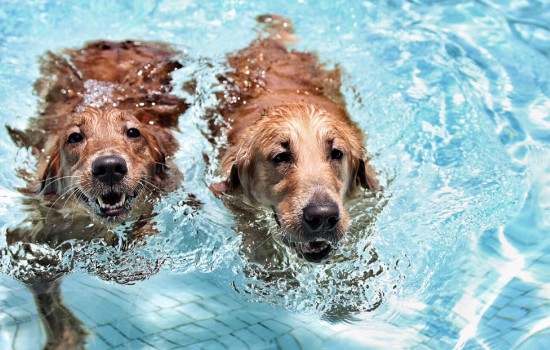 狗狗不敢游泳怎么训练？ 狗狗不敢游泳怎么办