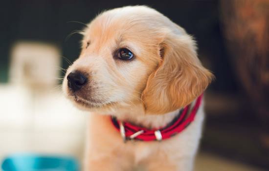 狗狗分离焦虑症的表现 狗狗得焦虑症的表现