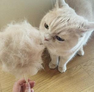 猫为什么喜欢吃棉花糖 猫能吃棉花糖吗
