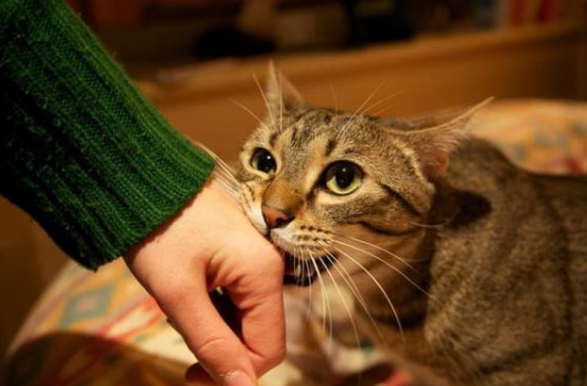 狸花猫为什么爱咬人 狸花猫在锻炼自己