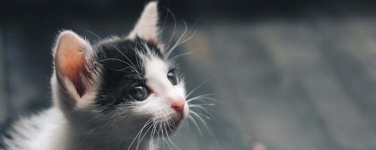小猫为什么会突然死亡惊人真相 新生小猫死亡的原因