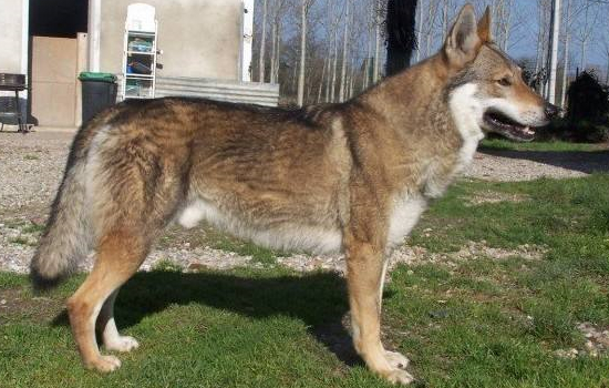 捷克狼犬可以在城市养吗 城市里可以养捷克狼犬吗
