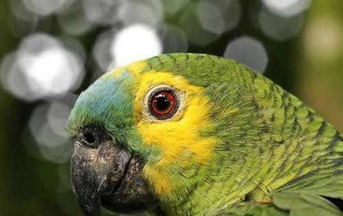 帝王亚马逊鹦鹉的寿命 品种决定寿命