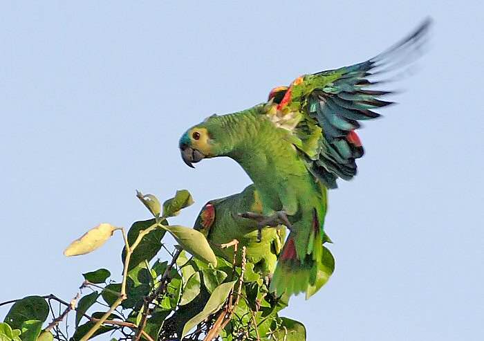 亚马逊鹦鹉吃什么食物对羽毛好 亚马逊鹦鹉吃什么利于换毛