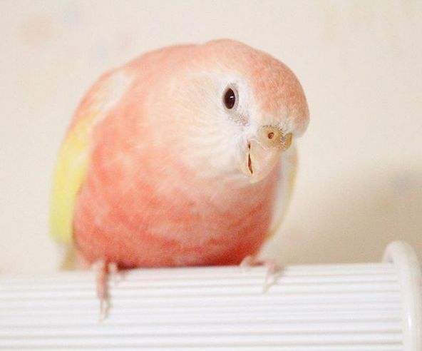 伯克氏粉色鹦鹉价格 伯克氏粉色鹦鹉怎么喂养