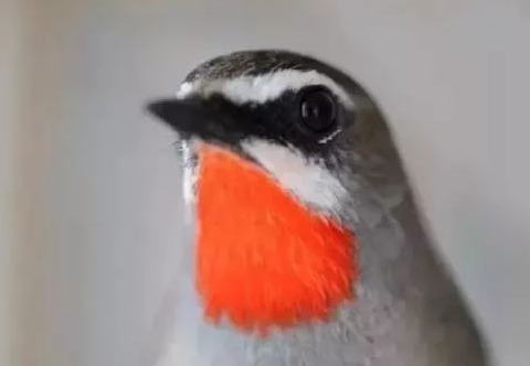 红靛颏鸟什么时候上性 红靛颏鸟上性的标志