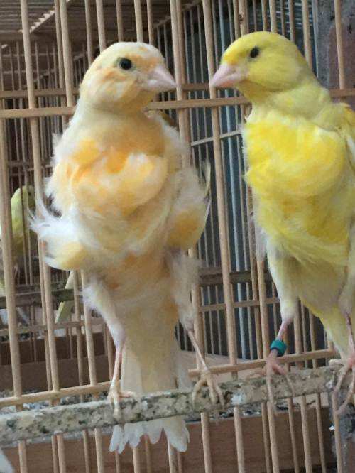 黄玉鸟怎么分公母 黄玉鸟公母的区分