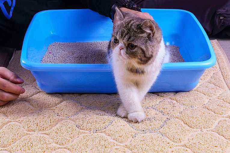 猫多次蹲猫砂盆但没尿 猫咪频繁蹲在猫砂盆里不尿