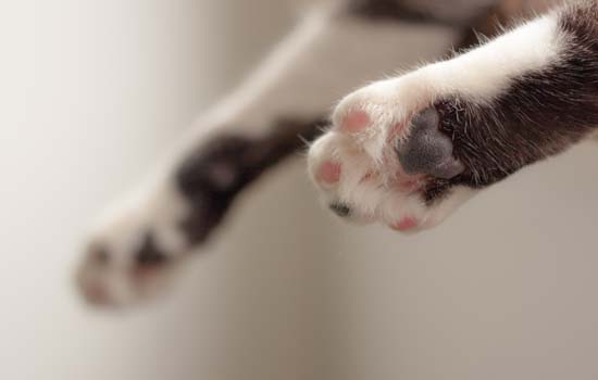 猫爪热是什么症状 猫爪热的典型症状