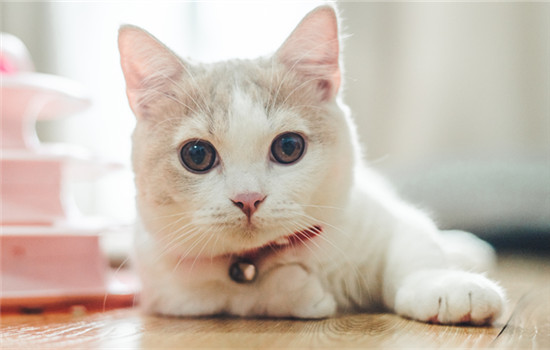 猫眼白有红血丝是怎么回事 猫眼白有红血丝的原因