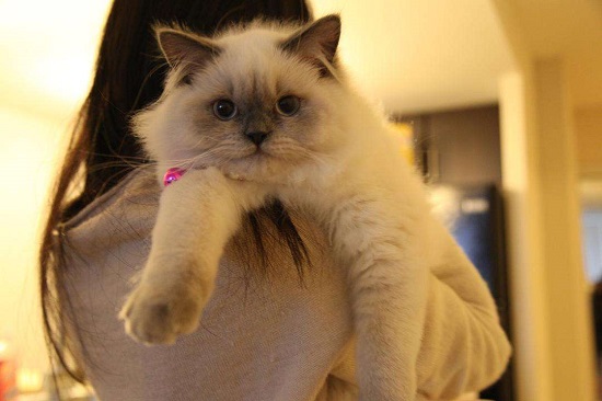 猫为什么喜欢趴在人肩膀上 猫爬人肩膀的意思