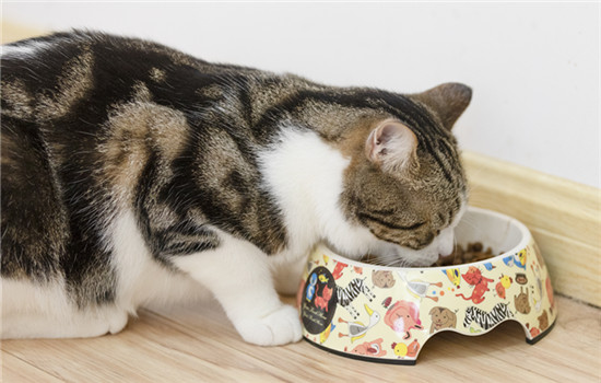 除了猫粮还给猫吃什么 猫咪可以吃的食物