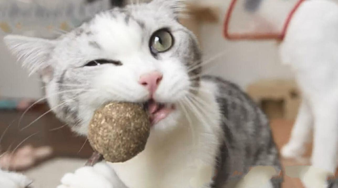 猫薄荷球是干嘛用的 猫薄荷球的用处