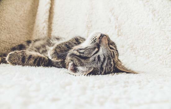 猫咪可以长期吃复合维生素吗