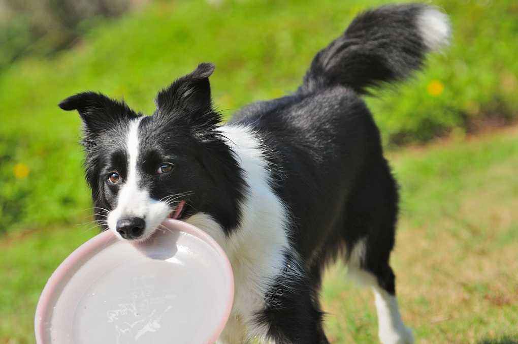 边境牧羊犬的价格边境牧羊犬价格多少