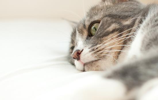 猫咪驱虫有什么副作用吗 猫咪体外驱虫有什么副作用吗