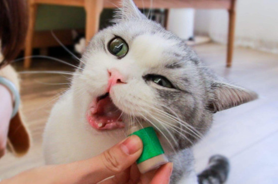 为什么猫薄荷会让猫疯狂 猫喜欢猫薄荷的原因
