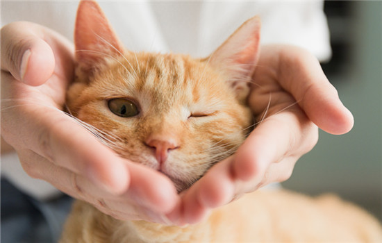 为什么摸猫头猫会眯眼 摸猫头猫会眯眼的原因