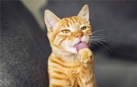 化毛膏的作用是什么 猫吃化毛膏的作用