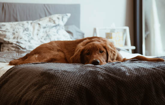 狗狗睡觉鼻子都是干的吗 狗狗睡觉时鼻子干是正常的