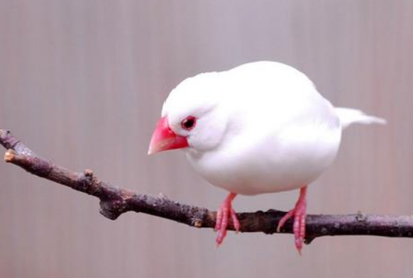白玉鸟的饲养与繁殖 家养白玉鸟怎么繁殖