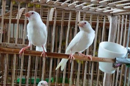 白玉鸟一年能繁殖几窝 白玉鸟一年可以繁殖几窝幼鸟