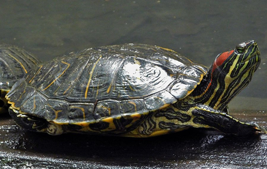 巴西龟深水养会死吗 巴西龟深水养会不会淹死