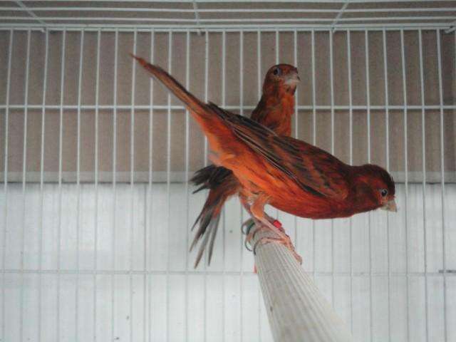 芙蓉鸟的繁殖 芙蓉鸟繁殖方式