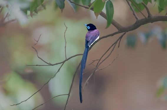 紫寿带鸟寓意 紫寿带鸟有什么寓意