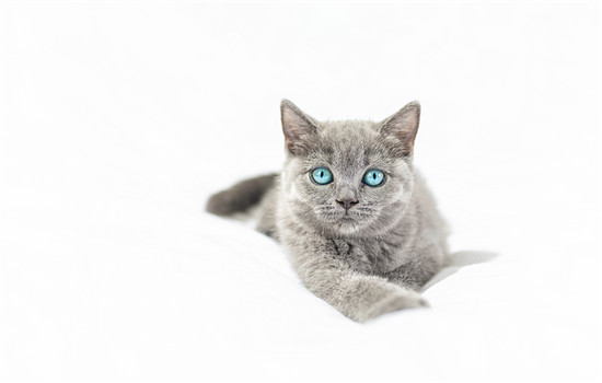 英短蓝猫粘人有什么表现 英短蓝猫粘人的表现