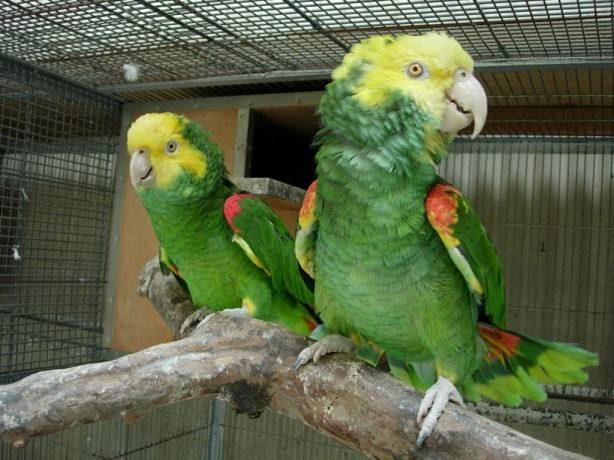 双黄头亚马逊鹦鹉多少价格 亚马逊双黄头鹦鹉价格