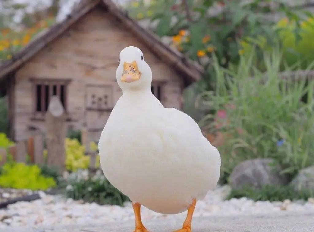 柯尔鸭和普通的鸭子有什么区别 柯尔鸭和家鸭区别