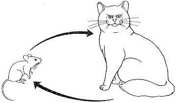 猫绦虫怎么打 猫打绦虫的方法