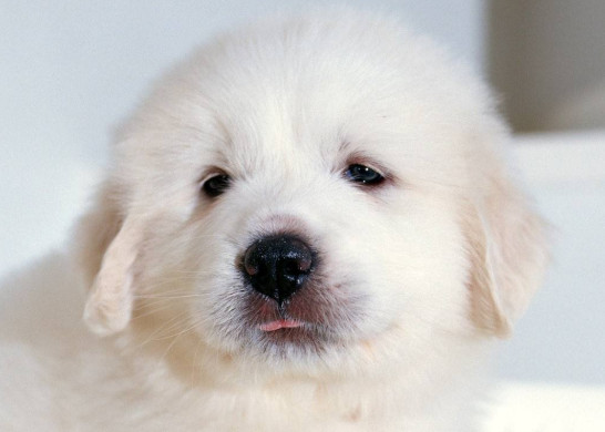 白熊犬几个月能长成成犬 白熊犬12个月能长成成犬