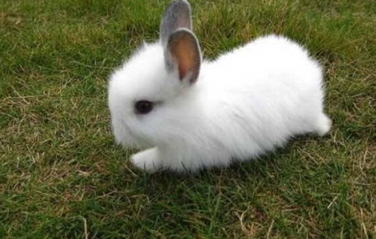 大耳朵兔子是什么品种 大耳朵兔子是什么