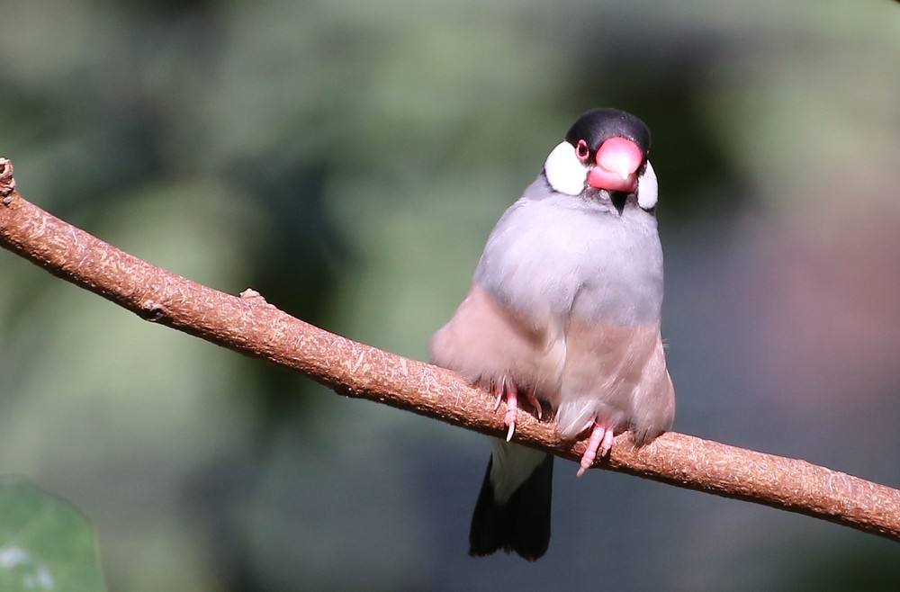 爪哇禾雀多少钱 爪哇禾雀多少钱一只