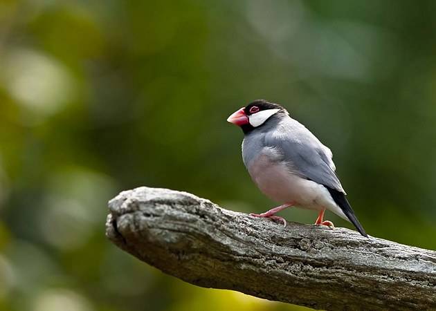 爪哇禾雀是保护动物吗 爪哇禾雀是什么保护动物