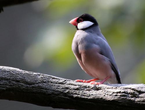 爪哇禾雀喂什么的 爪哇禾雀喂什么食