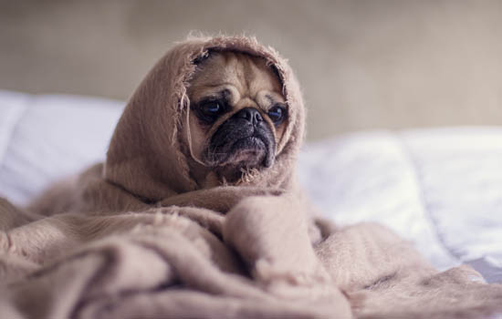 幼犬受凉有什么症状 幼犬受凉的症状​