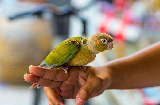 绿颊锥尾鹦鹉最喜欢吃什么 绿颊锥尾鹦鹉最喜欢吃什么